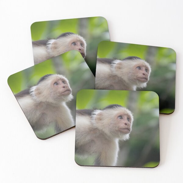 Item preview, Daydreamer – White-Faced Capuchin Gazing Upward, Costa Rica Wildlife Photography designed and sold by WildFrameNature.