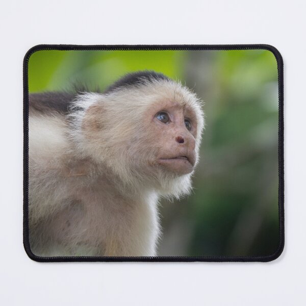 Item preview, Daydreamer – White-Faced Capuchin Gazing Upward, Costa Rica Wildlife Photography designed and sold by WildFrameNature.