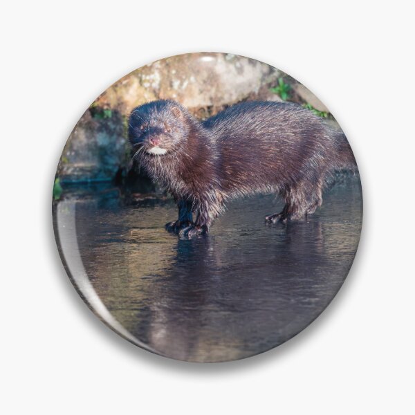Item preview, American mink (Neovison vison) designed and sold by Stephen Jarman.