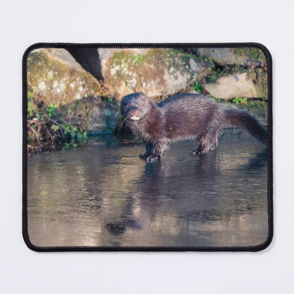 Item preview, American mink (Neovison vison) designed and sold by Stephen Jarman.
