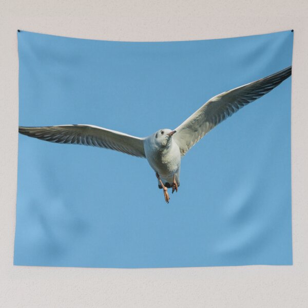 Item preview, Black headed gull (Chroicocephalus ridibundus)  designed and sold by Stephen Jarman.