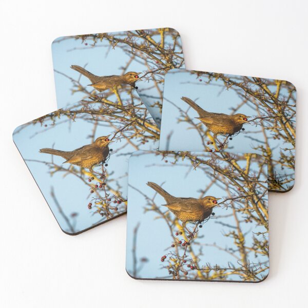 Item preview, Juvenile female blackbird eats berry (Turdus merula) designed and sold by Stephen Jarman.