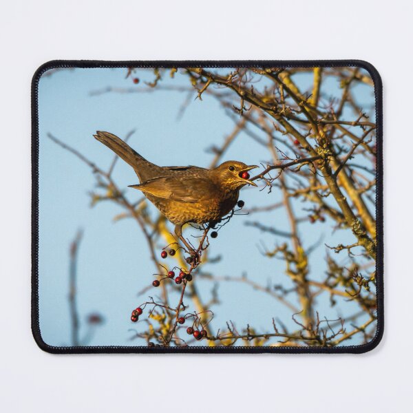 Item preview, Juvenile female blackbird eats berry (Turdus merula) designed and sold by Stephen Jarman.