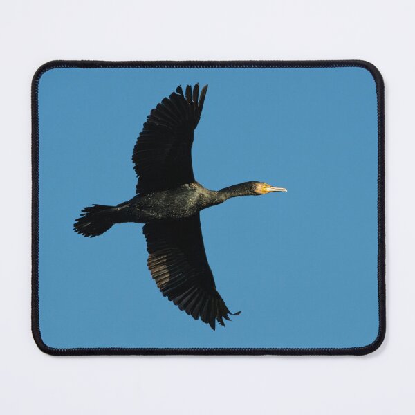Item preview, Great Cormorant (Phalacrocorax carbo) flying high designed and sold by Stephen Jarman.