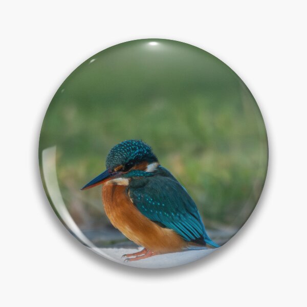 Item preview, Kingfisher (Alcedo atthis) sitting aside a mooring post  designed and sold by Stephen Jarman.