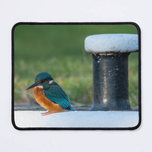 Item preview, Kingfisher (Alcedo atthis) sitting aside a mooring post designed and sold by Stephen Jarman.