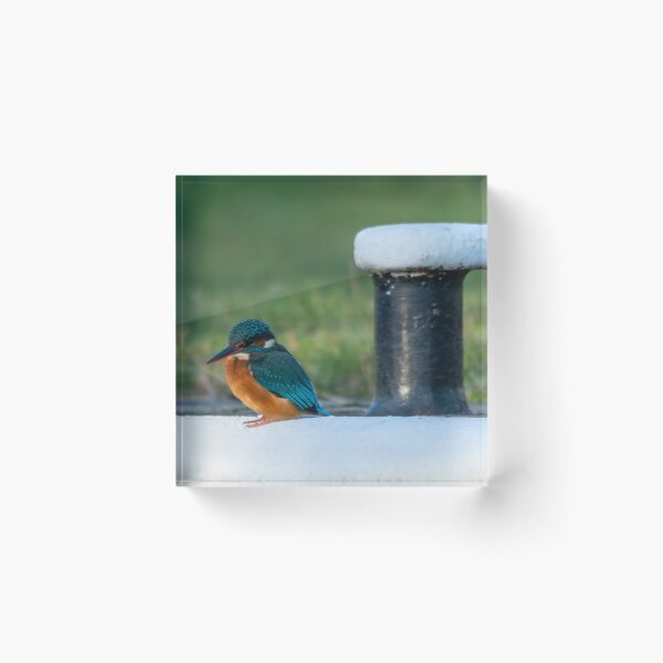 Item preview, Kingfisher (Alcedo atthis) sitting aside a mooring post  designed and sold by Stephen Jarman.