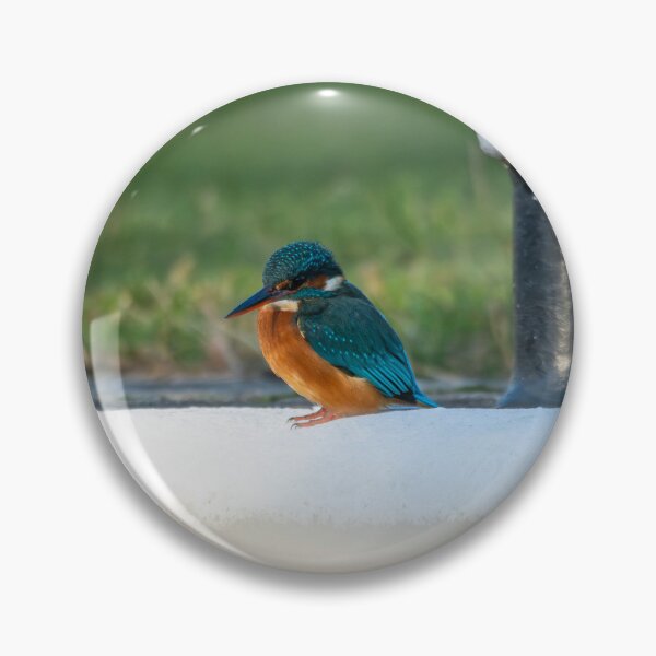 Item preview, Kingfisher (Alcedo atthis) sitting aside a mooring post  designed and sold by Stephen Jarman.