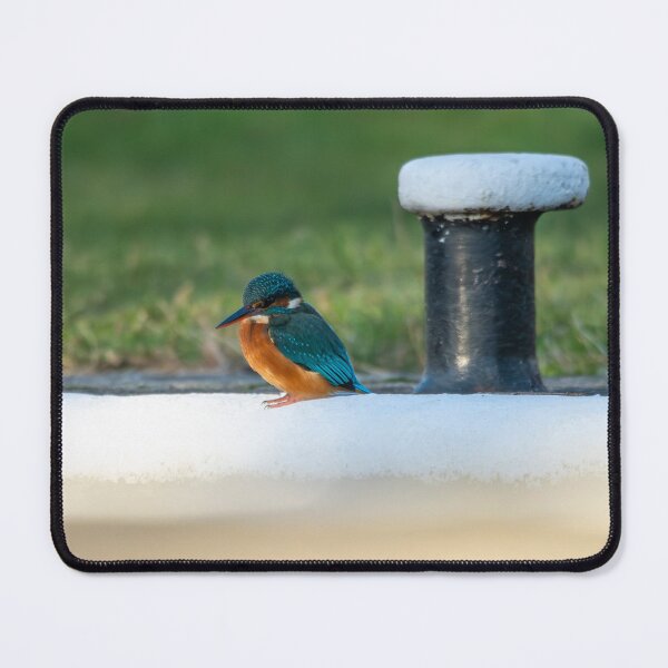 Item preview, Kingfisher (Alcedo atthis) sitting aside a mooring post designed and sold by Stephen Jarman.