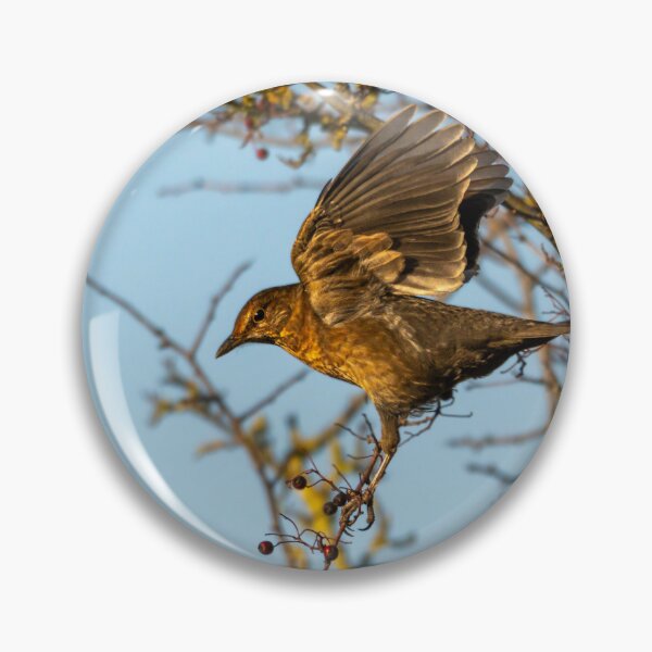 Item preview, Juvenile female blackbird landing (Turdus merula) designed and sold by Stephen Jarman.