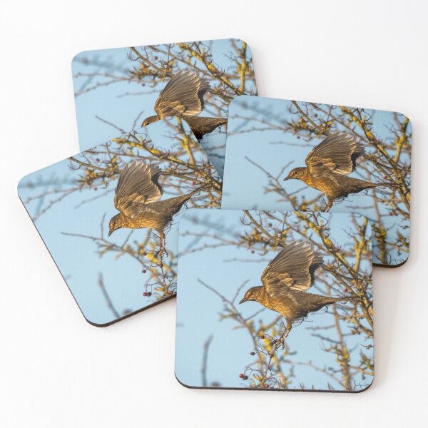 Item preview, Juvenile female blackbird landing (Turdus merula) designed and sold by Stephen Jarman.