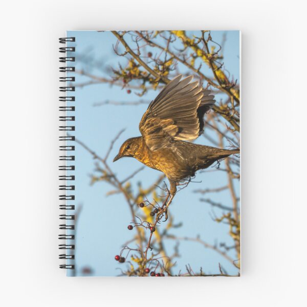 Item preview, Juvenile female blackbird landing (Turdus merula) designed and sold by Stephen Jarman.