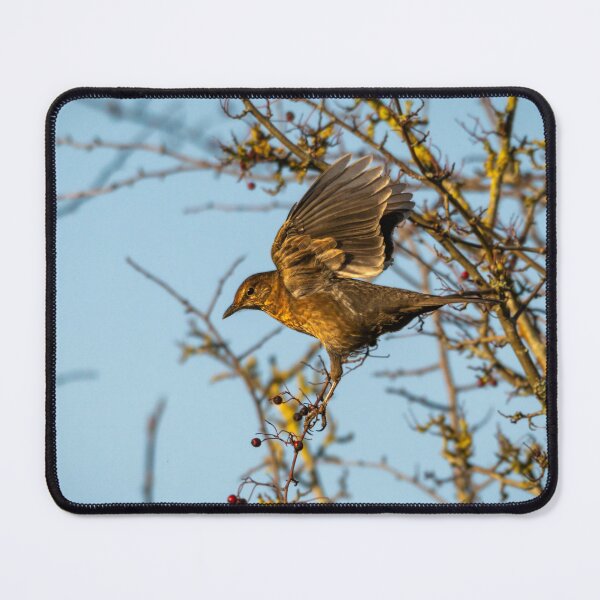 Item preview, Juvenile female blackbird landing (Turdus merula) designed and sold by Stephen Jarman.