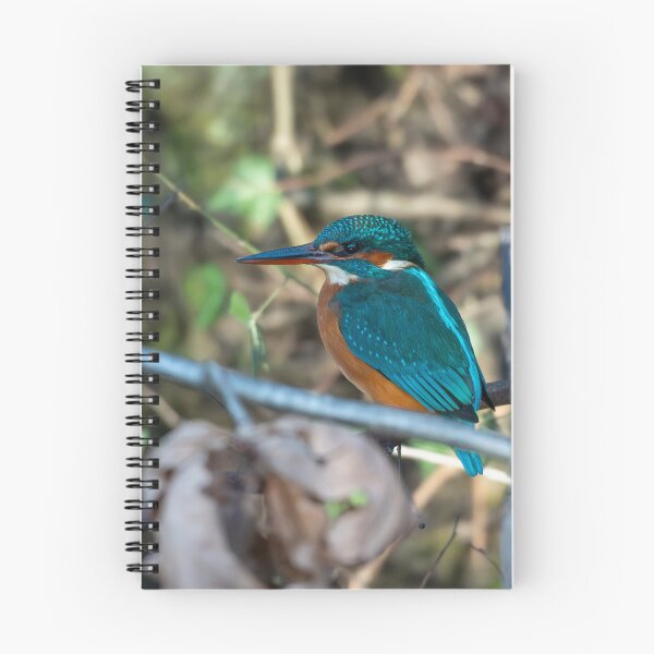 Item preview, Kingfisher (Alcedo atthis) sitting on a branch  designed and sold by Stephen Jarman.