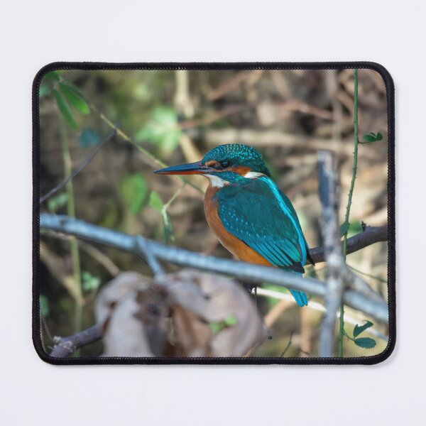 Item preview, Kingfisher (Alcedo atthis) sitting on a branch designed and sold by Stephen Jarman.