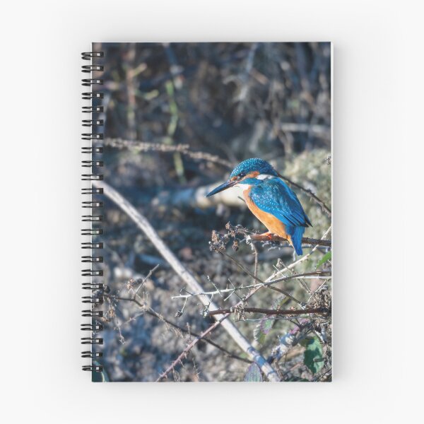 Item preview, Kingfisher (Alcedo atthis) sitting on a branch designed and sold by Stephen Jarman.