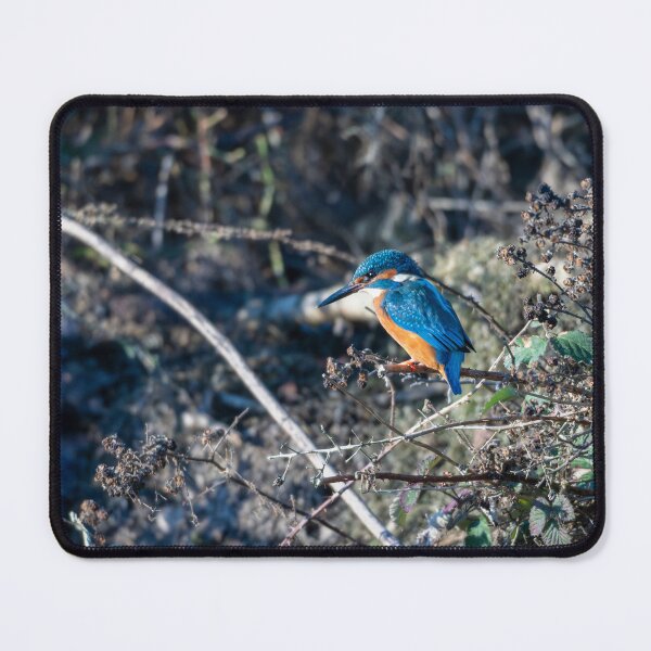 Item preview, Kingfisher (Alcedo atthis) sitting on a branch designed and sold by Stephen Jarman.