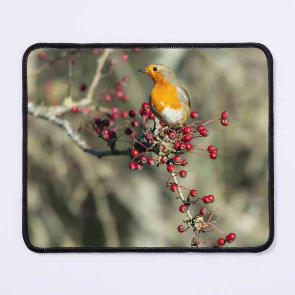 Item preview, European robin (Erithacus rubecula) perched on branch with berries designed and sold by Stephen Jarman.