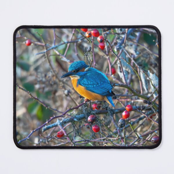 Item preview, Kingfisher (Alcedo atthis) sitting on a branch with berries designed and sold by Stephen Jarman.