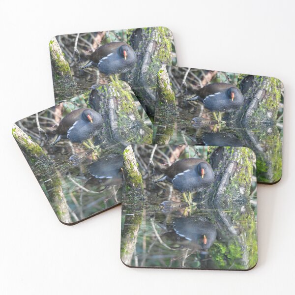 Item preview, Common moorhen (Gallinula chloropus) designed and sold by Stephen Jarman.