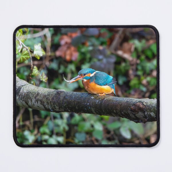 Item preview, Kingfisher (Alcedo atthis) with fish in beak designed and sold by Stephen Jarman.