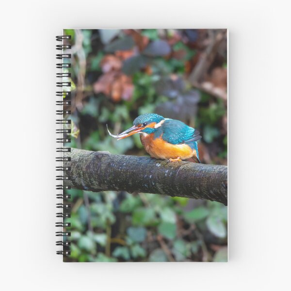 Item preview, Kingfisher (Alcedo atthis) with fish in beak designed and sold by Stephen Jarman.