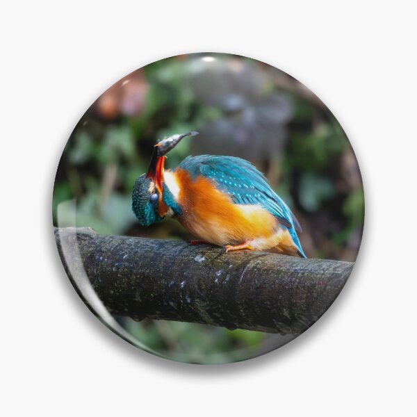 Item preview, Kingfisher (Alcedo atthis) perched on a branch after fishing designed and sold by Stephen Jarman.