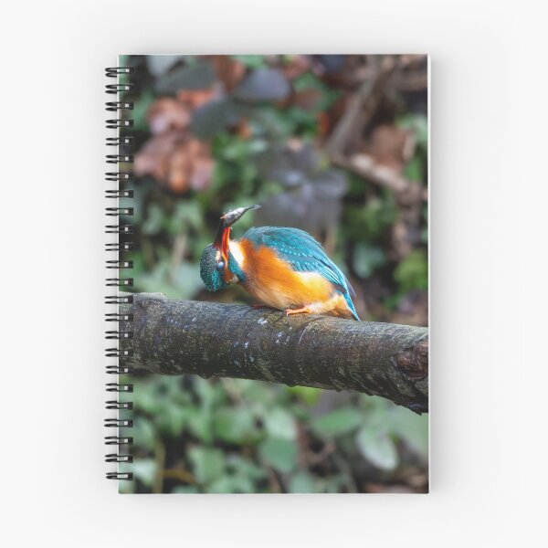 Item preview, Kingfisher (Alcedo atthis) perched on a branch after fishing designed and sold by Stephen Jarman.
