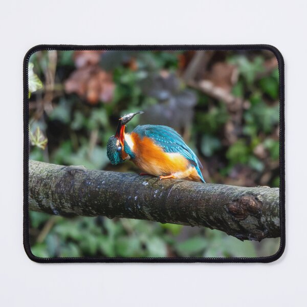 Item preview, Kingfisher (Alcedo atthis) perched on a branch after fishing designed and sold by Stephen Jarman.