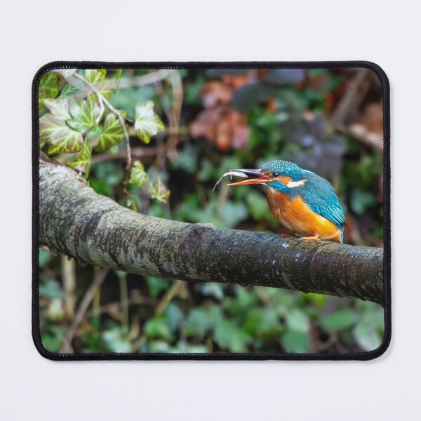 Item preview, Kingfisher (Alcedo atthis) with fish in beak designed and sold by Stephen Jarman.