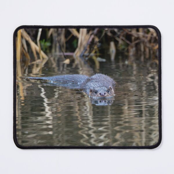 Item preview, River Otter swimming in water near tall reeds designed and sold by Stephen Jarman.
