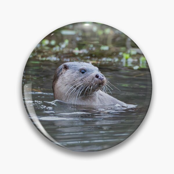 Artikelvorschau, Flussotter im Wasser nahe der Vegetation entworfen und verkauft von Stephen Jarman.