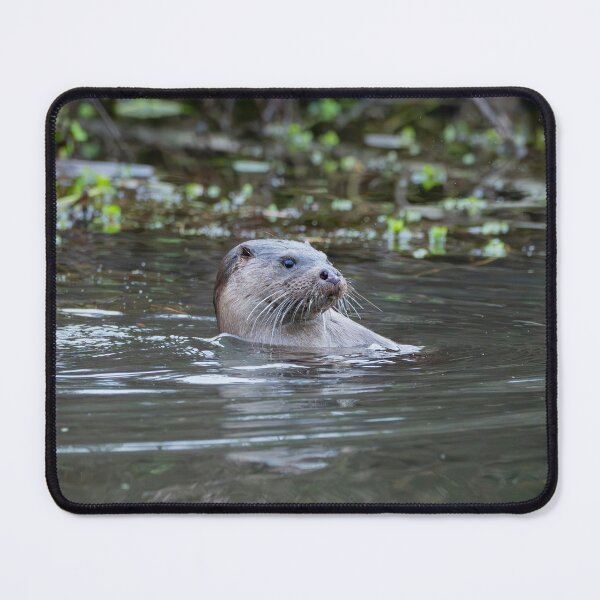 Artikelvorschau, Flussotter im Wasser nahe der Vegetation entworfen und verkauft von Stephen Jarman.