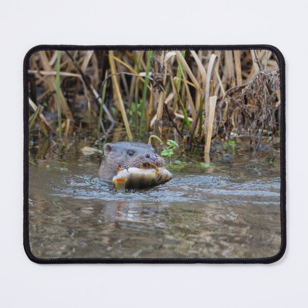 Item preview, River Otter swimming in water with fish designed and sold by Stephen Jarman.