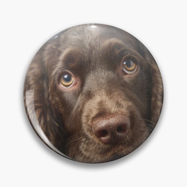 Item preview, Cute American Water Spaniel Portrait designed and sold by Elisabeth Lucas.