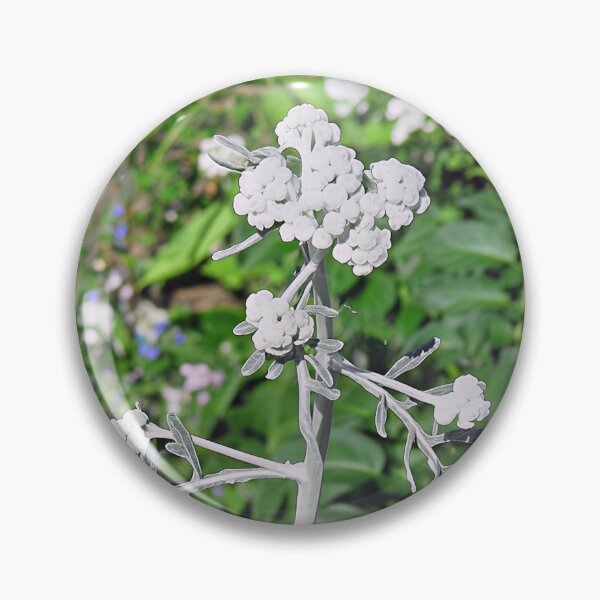 Item preview, Psoralea Argophylla - Silverleaf Scurf Pea designed and sold by Katy Fryd.