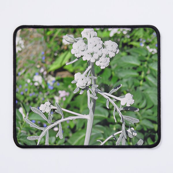 Item preview, Psoralea Argophylla - Silverleaf Scurf Pea designed and sold by Katy Fryd.
