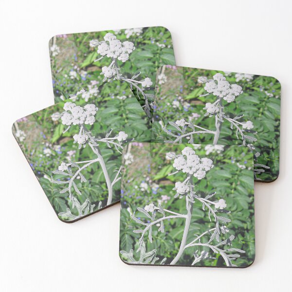 Item preview, Psoralea Argophylla - Silverleaf Scurf Pea designed and sold by Katy Fryd.
