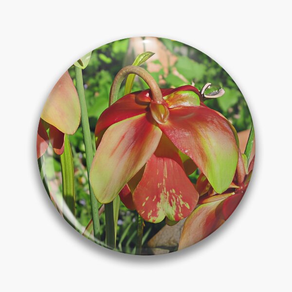 Item preview, Sarracenia 'Red Velvet' designed and sold by Katy Fryd.