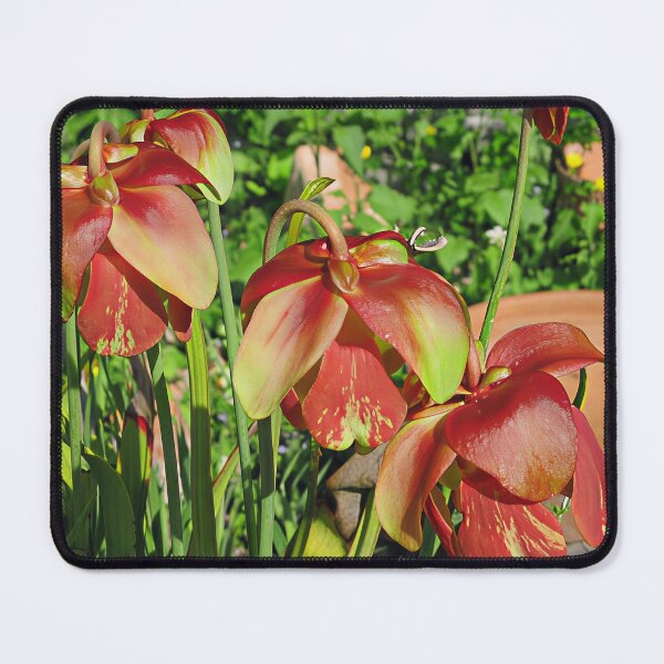 Item preview, Sarracenia 'Red Velvet' designed and sold by Katy Fryd.