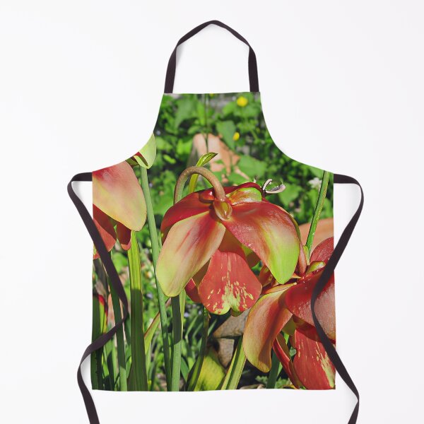 Item preview, Sarracenia 'Red Velvet' designed and sold by Katy Fryd.
