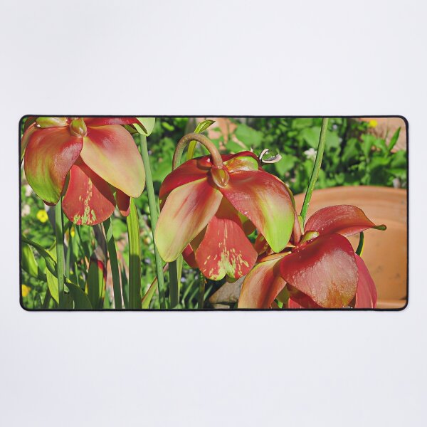 Item preview, Sarracenia 'Red Velvet' designed and sold by Katy Fryd.