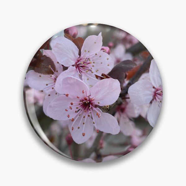 Item preview, Letchworth Cherry Blossom Photograph designed and sold by vallisrowe.
