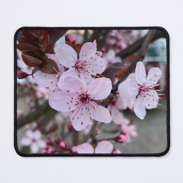 Item preview, Letchworth Cherry Blossom Photograph designed and sold by vallisrowe.
