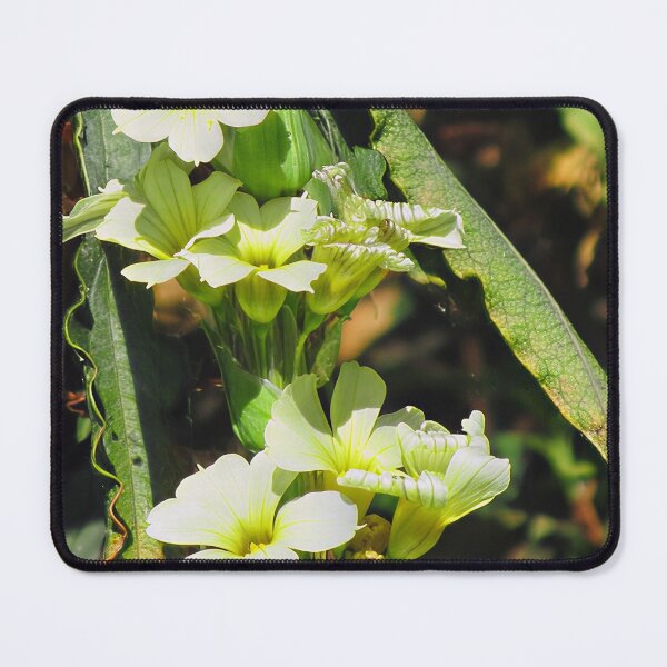 Item preview, Sisyrinchium Striatum 'Aunt May' designed and sold by Katy Fryd.