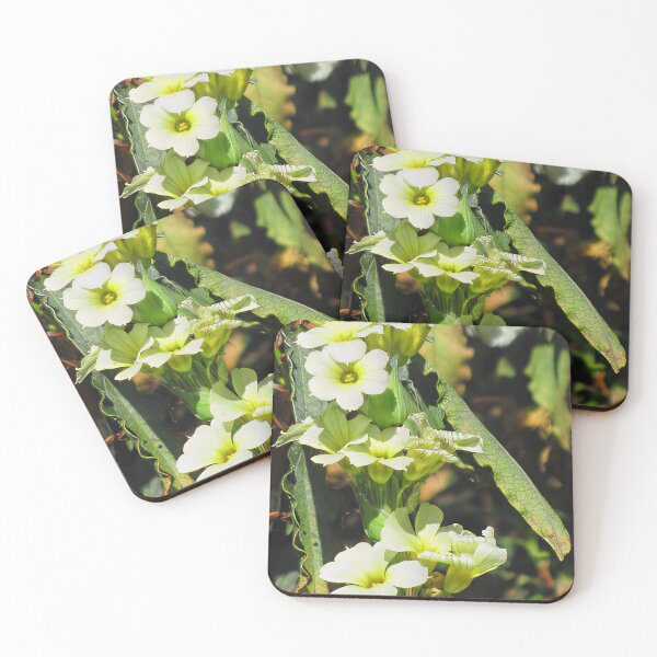 Item preview, Sisyrinchium Striatum 'Aunt May' designed and sold by Katy Fryd.