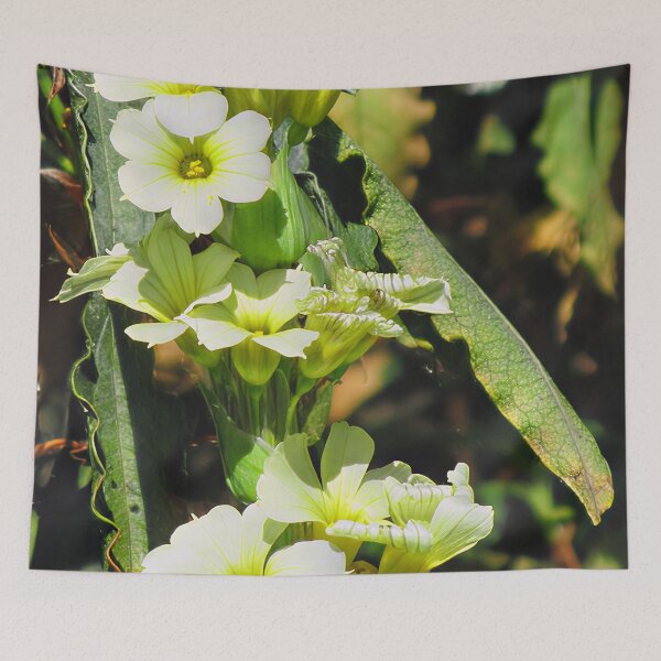 Item preview, Sisyrinchium Striatum 'Aunt May' designed and sold by Katy Fryd.