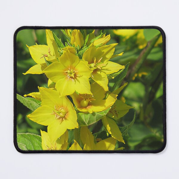 Item preview, Yellow Loosestrife designed and sold by Katy Fryd.