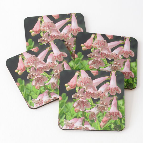 Item preview, Penstemon 'Strawberries and Cream' designed and sold by Katy Fryd.