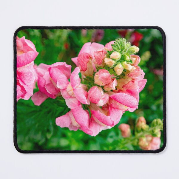 Item preview, Vibrant Pink Snapdragon Flowers – Beautiful Garden Floral designed and sold by PYGLegacy.